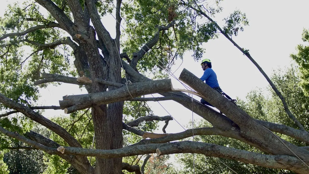 Professional Crown Thinning performed by certified arborists in Moncure